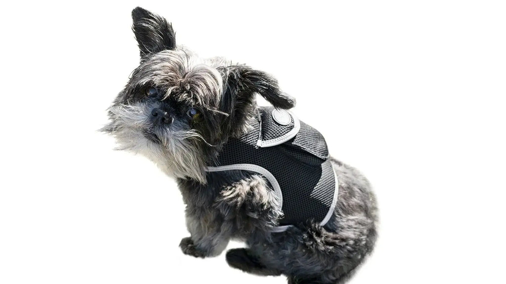 bit 0 bling pet products