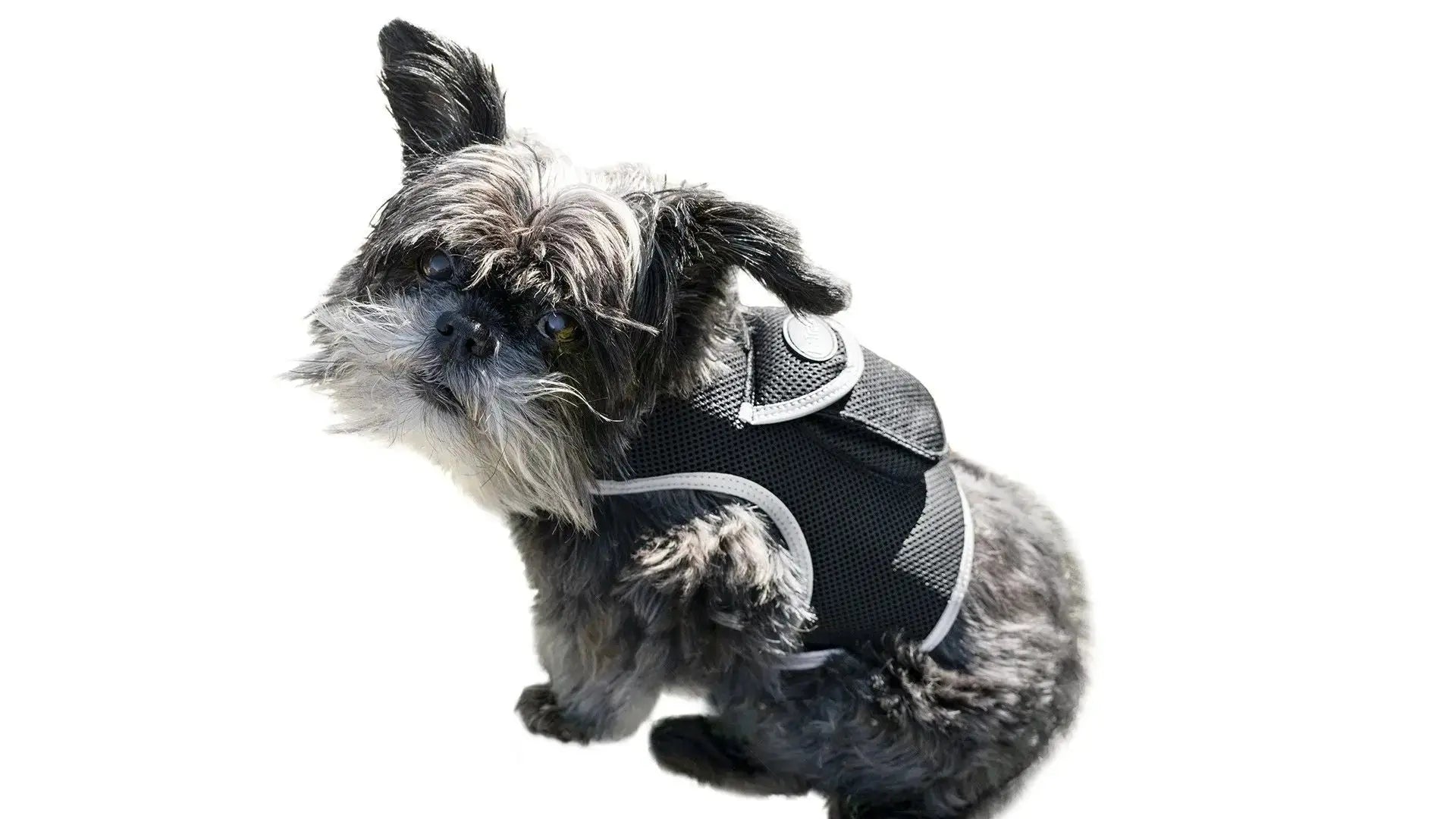 bit 0 bling pet products